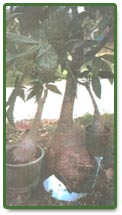 Three year old tree cracks its pot with an oversized buttress