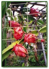 Dragon Fruit